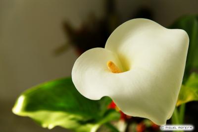Zantedeschia aethiopica