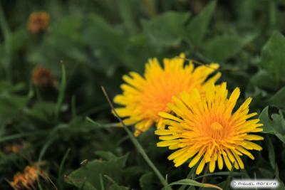 Taraxacum officinale