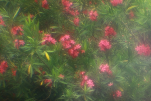 Test shot of a flower